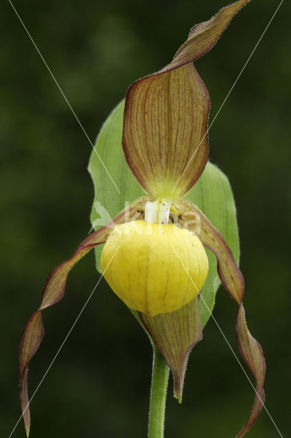 Lady’s slipper (Cypripedium calceolus)