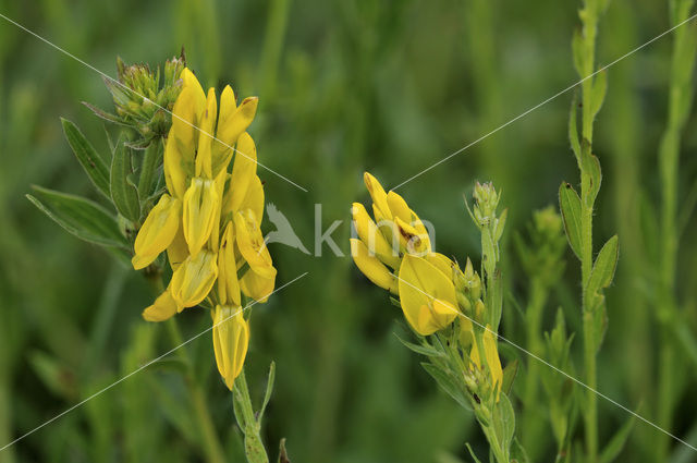 Dyer’s Greenweed (Genista tinctoria)