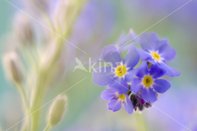 Forget-me-not (Myosotis spec.)