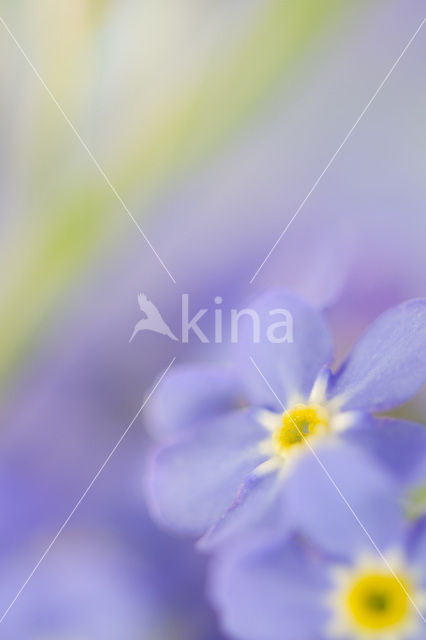 Forget-me-not (Myosotis spec.)