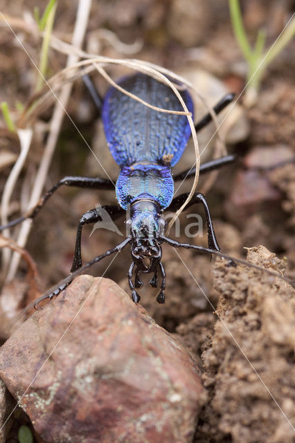 Violet Ground Beetle (Carabus violaceus)