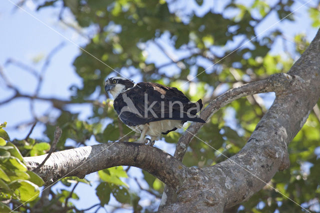 Osprey (Pandion haliaetus)