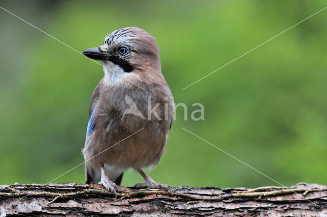 Eurasian Jay (Garrulus glandarius)