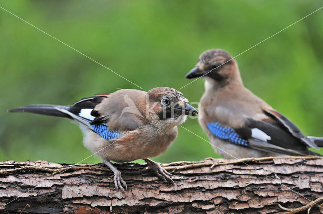 Vlaamse Gaai (Garrulus glandarius)