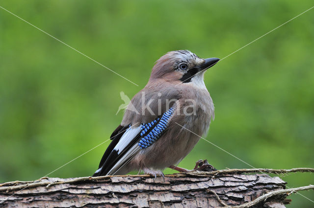 Vlaamse Gaai (Garrulus glandarius)