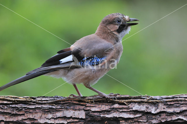 Eurasian Jay (Garrulus glandarius)