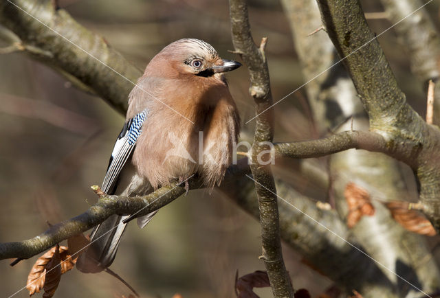 Eurasian Jay (Garrulus glandarius)