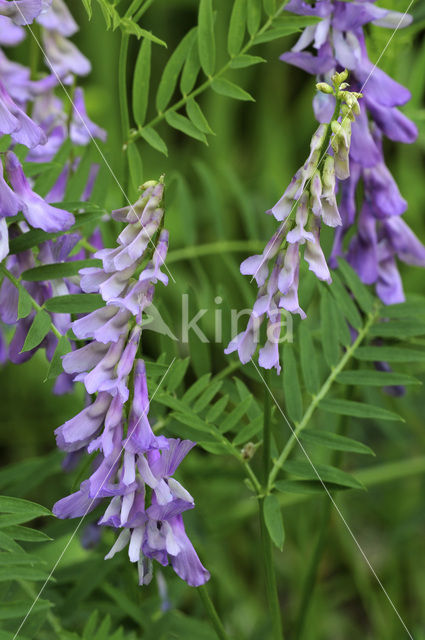 Tufted Vetch (Vicia cracca)