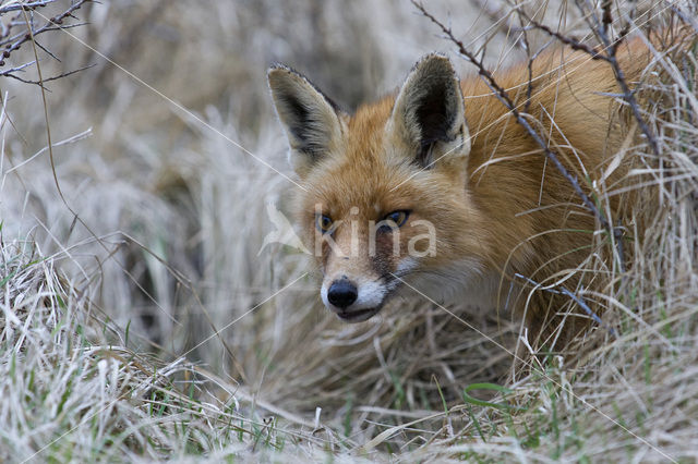 Fox (Vulpes vulpes)