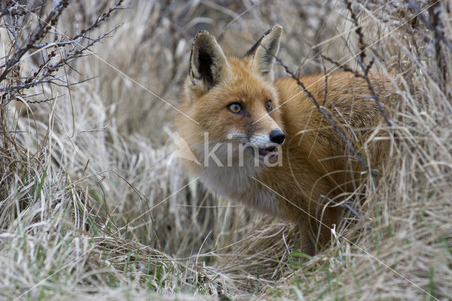 Fox (Vulpes vulpes)