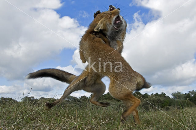 Fox (Vulpes vulpes)