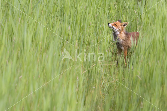 Vos (Vulpes vulpes)