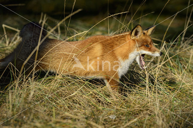 Fox (Vulpes vulpes)