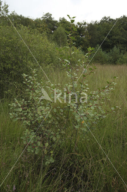 Alder Buckthorn (Rhamnus frangula)