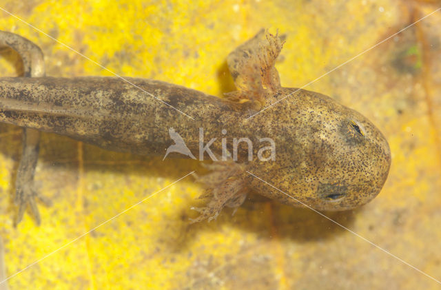 Vuursalamander (Salamandra salamandra)