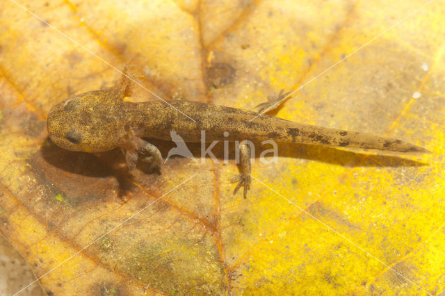 Fire Salamander (Salamandra salamandra)