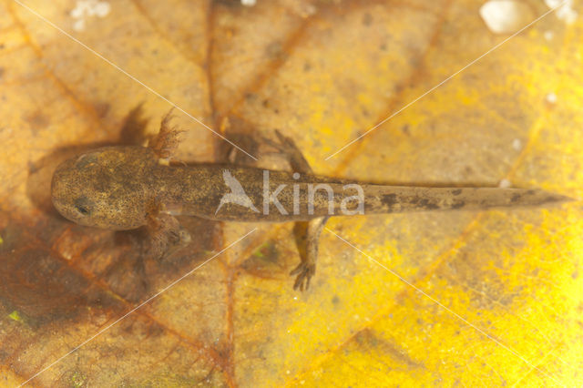 Fire Salamander (Salamandra salamandra)