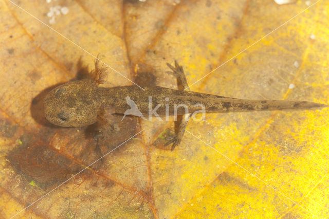 Fire Salamander (Salamandra salamandra)