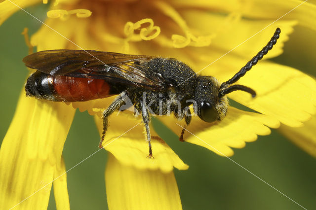 Sphecodes scabricollis