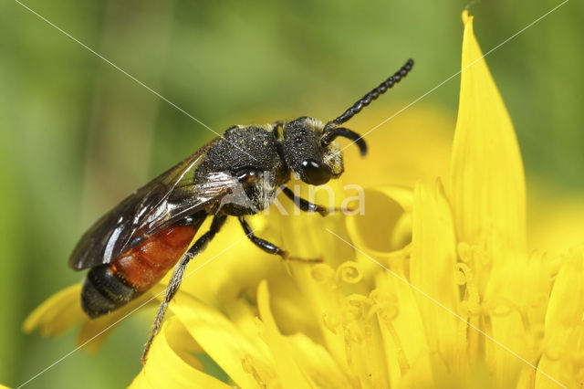 Wafelbloedbij (Sphecodes scabricollis)