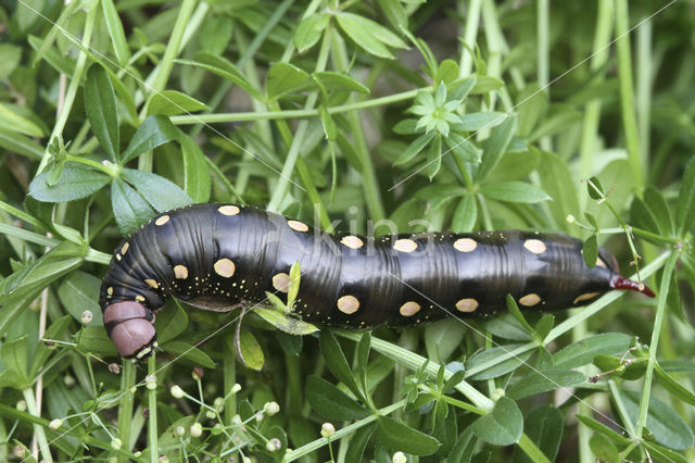 Bedstraw Hawk-moth (Hyles gallii)