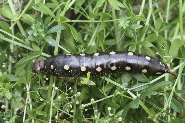 Bedstraw Hawk-moth (Hyles gallii)