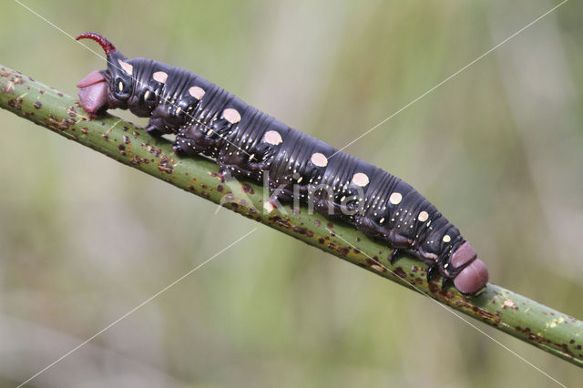 Bedstraw Hawk-moth (Hyles gallii)