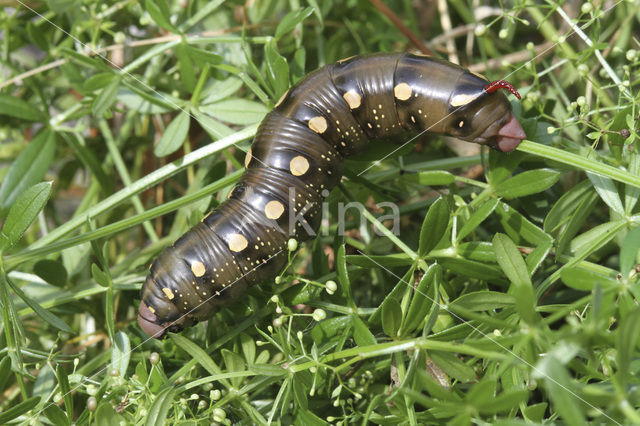 Walstropijlstaart (Hyles gallii)