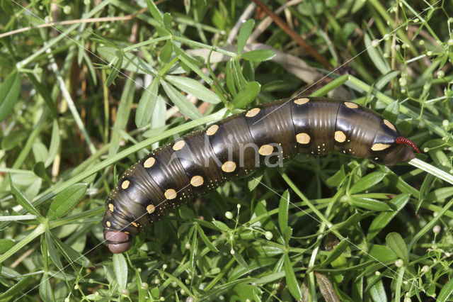 Bedstraw Hawk-moth (Hyles gallii)