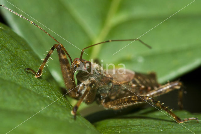 Stink bug (Pitedia pinicola)
