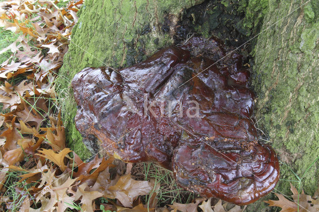 Waslakzwam (Ganoderma pfeifferi)