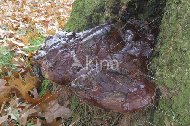 Waslakzwam (Ganoderma pfeifferi)