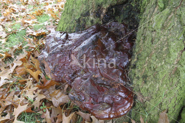 Waslakzwam (Ganoderma pfeifferi)