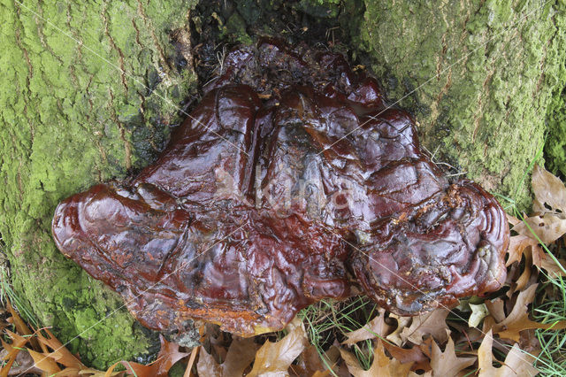 Waslakzwam (Ganoderma pfeifferi)