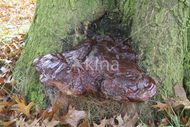 Waslakzwam (Ganoderma pfeifferi)