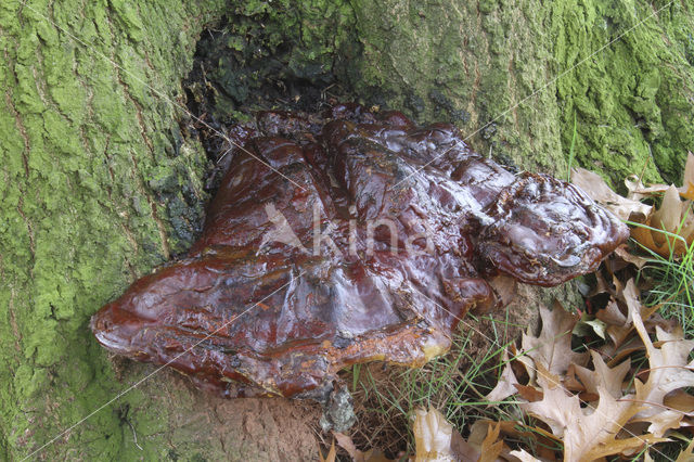 Waslakzwam (Ganoderma pfeifferi)