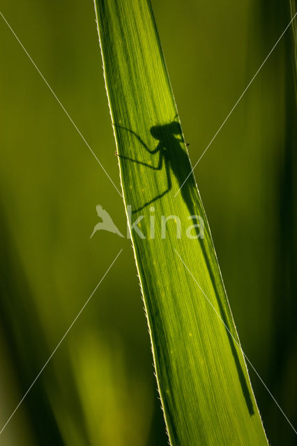 Waterjuffer (Coenagrion sp.)