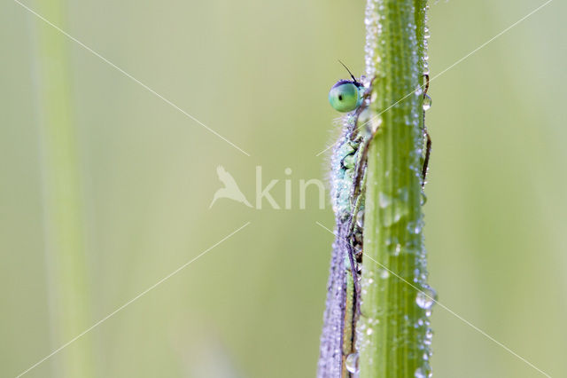 Waterjuffer (Coenagrion sp.)