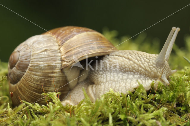 Wijngaardslak (Helix pomatia)