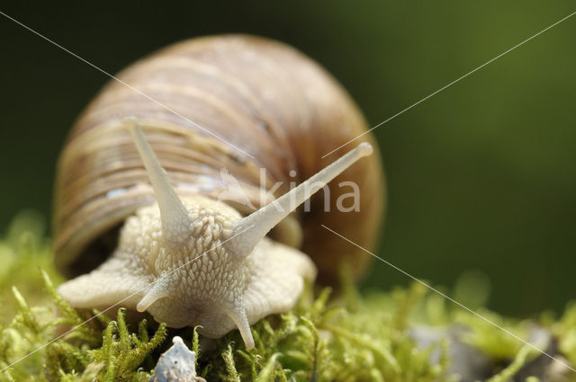 Wijngaardslak (Helix pomatia)