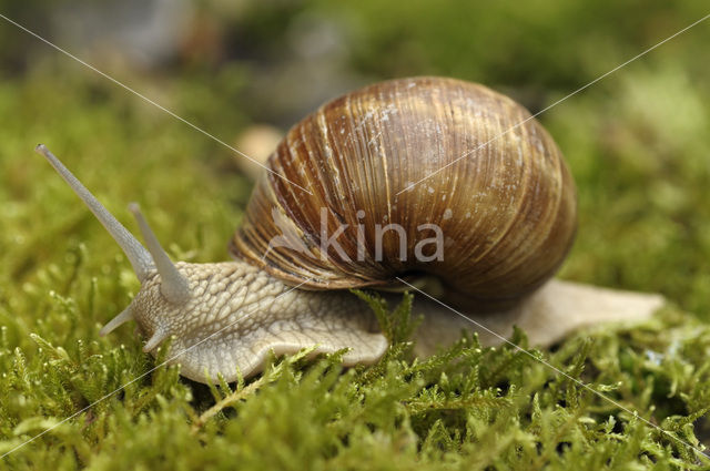 Wijngaardslak (Helix pomatia)