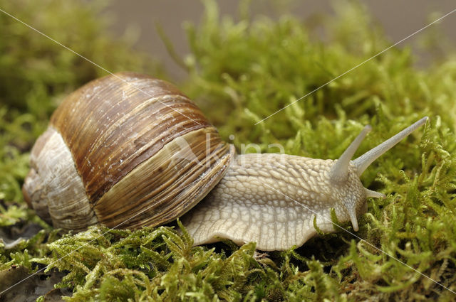 Wijngaardslak (Helix pomatia)