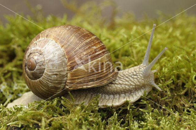 Wijngaardslak (Helix pomatia)