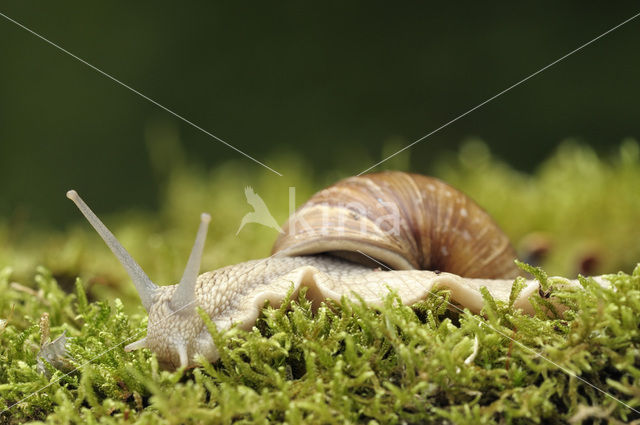 Wijngaardslak (Helix pomatia)