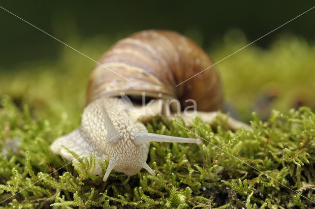 Wijngaardslak (Helix pomatia)