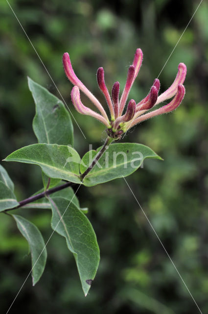 Honeysuckle (Lonicera periclymenum)