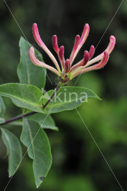 Wilde kamperfoelie (Lonicera periclymenum)