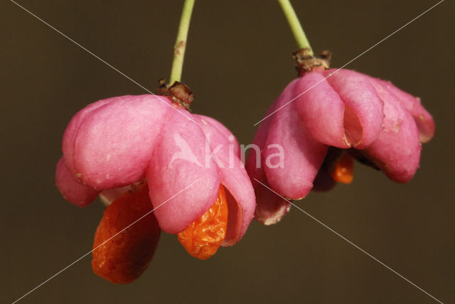 Spindle (Euonymus europaeus)