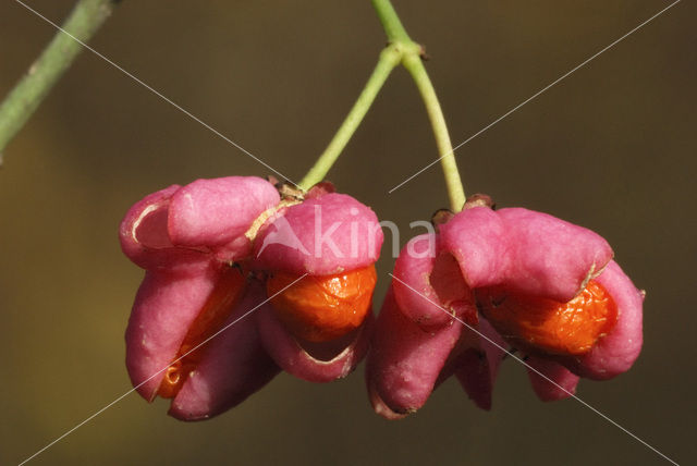 Wilde kardinaalsmuts (Euonymus europaeus)