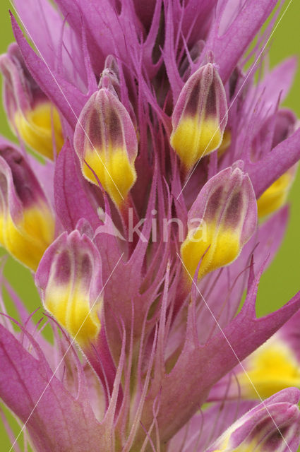 Field Cow-wheat (Melampyrum arvense)